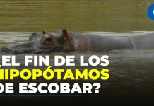 Gobierno autoriza eutanasia de hipopótamos en Colombia: serán unos 80 animales